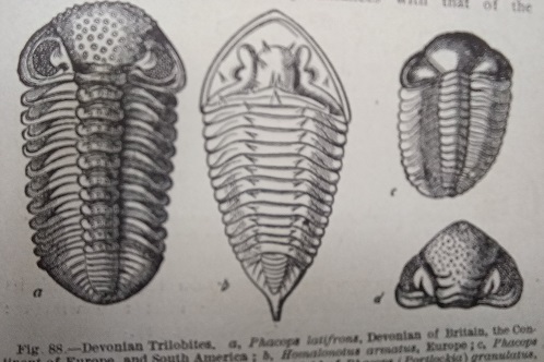 Trilobites