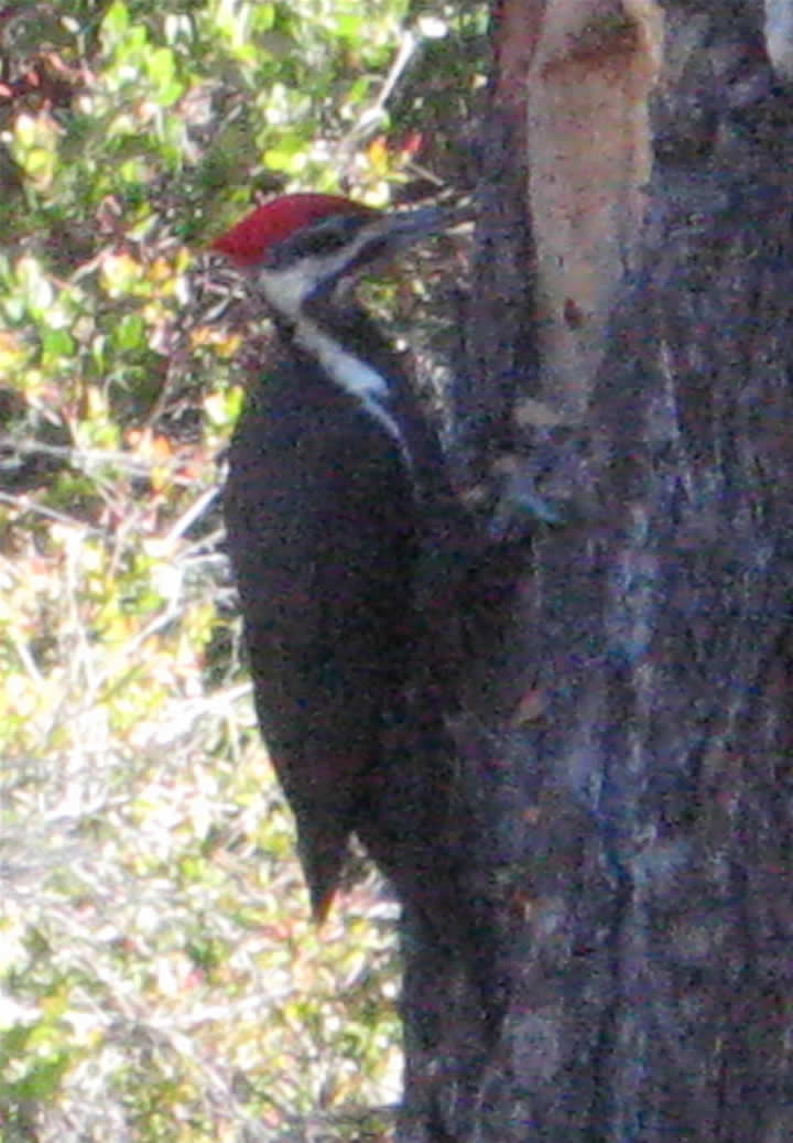 Pileated Woodpecker